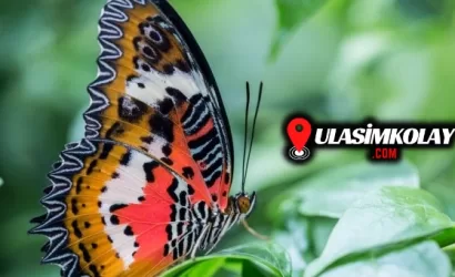 Kelebekler Vadisi Konya Nasıl Gidilir?